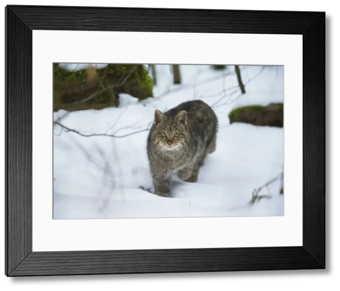 Framed Print : 20160124_161258_0223 Framed Print : 20160124_161258_0223
