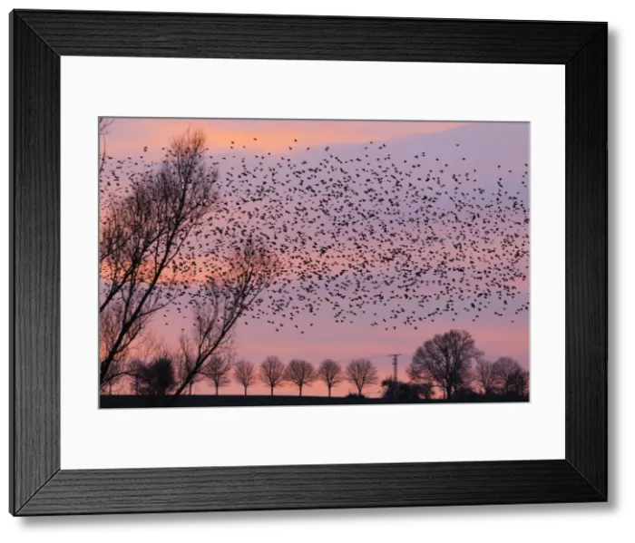 Framed Print : 20160314_192847_0027 Framed Print : 20160314_192847_0027