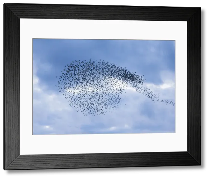 Framed Print : 20160323_195619_0223 Framed Print : 20160323_195619_0223