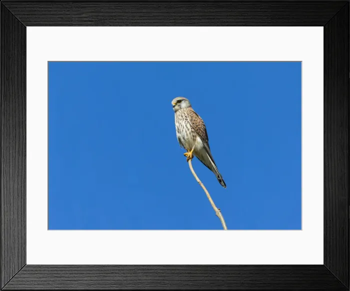Framed Print : 20160421_110443_0124 Framed Print : 20160421_110443_0124