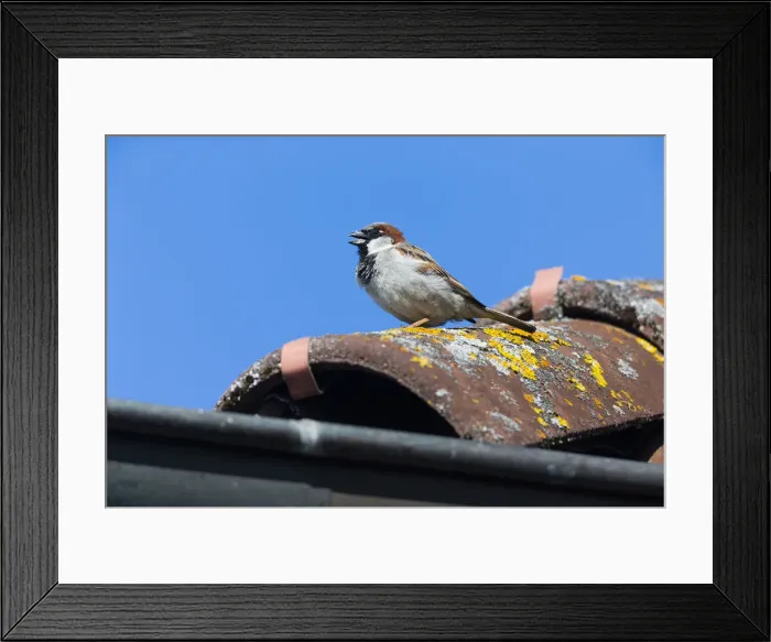 Framed Print : 20160703_095302_0008 Framed Print : 20160703_095302_0008