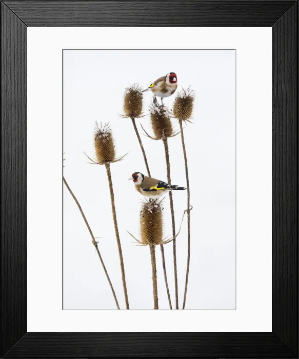Framed Print : 20180316_094016_0632 Framed Print : 20180316_094016_0632