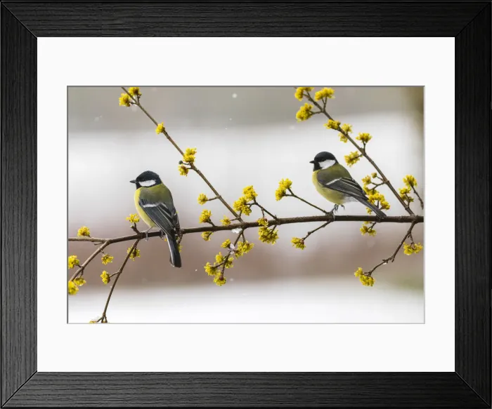 Framed Print : 20180316_103629_0686 Framed Print : 20180316_103629_0686