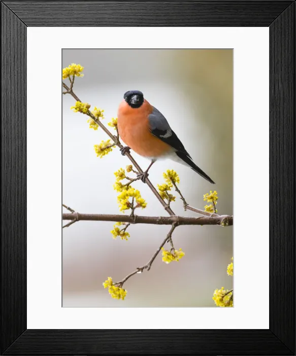 Framed Print : 20180316_105335_0694 Framed Print : 20180316_105335_0694