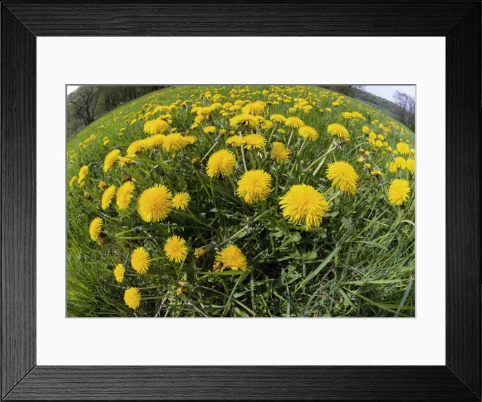 Framed Print : Dandelions, meadow covered with blossom, taken with a wide angle perspective, Hessen, Germany Framed Print : Dandelions, meadow covered with blossom, taken with a wide angle perspective, Hessen, Germany