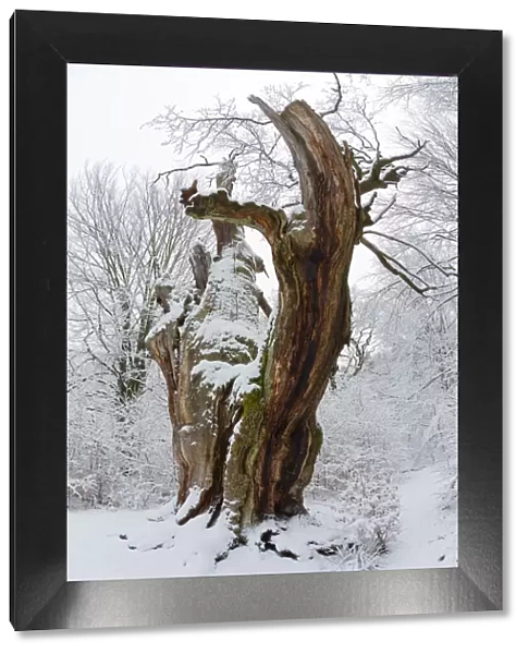 Ancient Oak Tree, covered in snow in winter, Sababurg ancient forest, Hessen, Germany