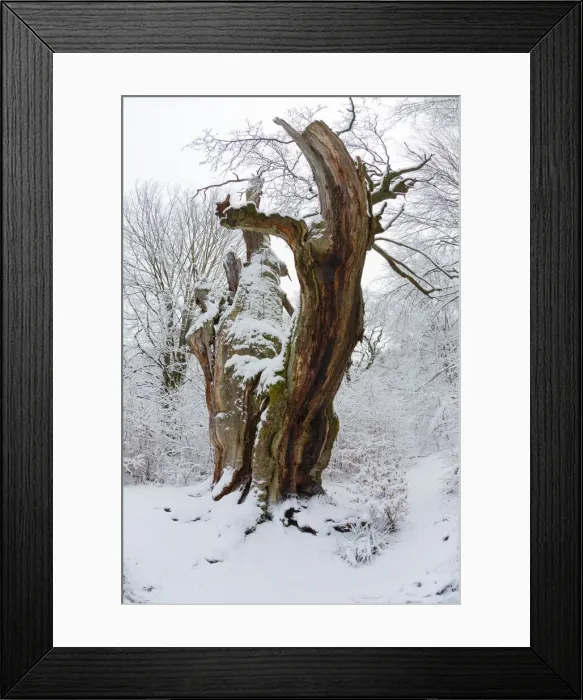 Framed Print : Ancient Oak Tree, covered in snow in winter, Sababurg ancient forest, Hessen, Germany Framed Print : Ancient Oak Tree, covered in snow in winter, Sababurg ancient forest, Hessen, Germany