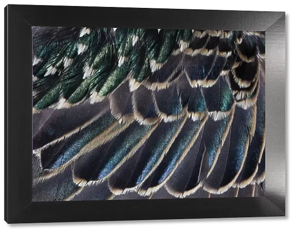 Common Starling, close - up study showing the iridescence on feathers on a adult birds wing, Hessen, Germany