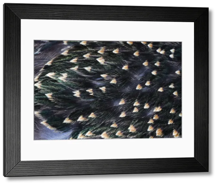 Framed Print : Common Starling, close - up study showing the iridescence on feathers on a adult birds back, Hessen, Germany Framed Print : Common Starling, close - up study showing the iridescence on feathers on a adult birds back, Hessen, Germany