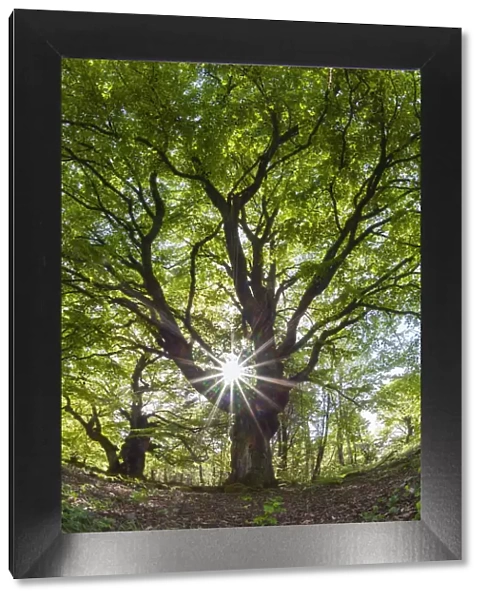 Beech Tree, picture taken against the light and at a low angle, in springtime, with sunburst effect of the sun, Hessen, Germany