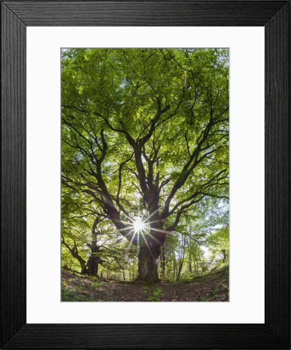 Framed Print : Beech Tree, picture taken against the light and at a low angle, in springtime, with sunburst effect of the sun, Hessen, Germany Framed Print : Beech Tree, picture taken against the light and at a low angle, in springtime, with sunburst effect of the sun, Hessen, Germany
