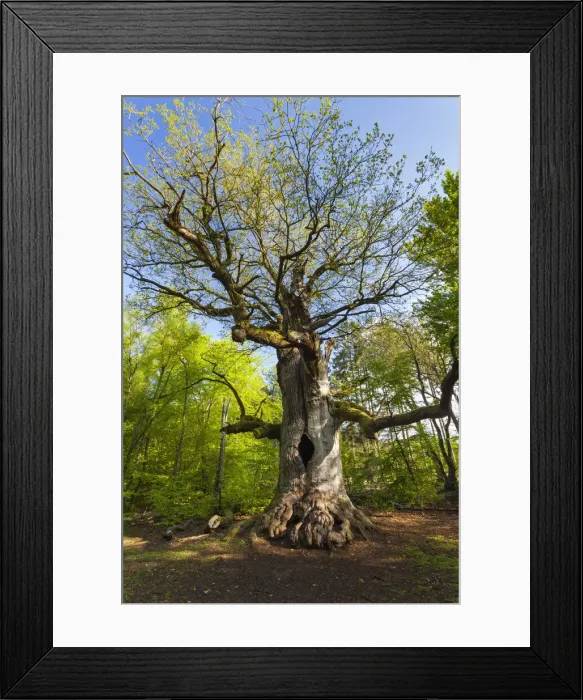 Framed Print : Oak Tree - ancient tree bursting its leaves in spring, Sababurg Ancient Forest NP, North Hessen, Germany Framed Print : Oak Tree - ancient tree bursting its leaves in spring, Sababurg Ancient Forest NP, North Hessen, Germany