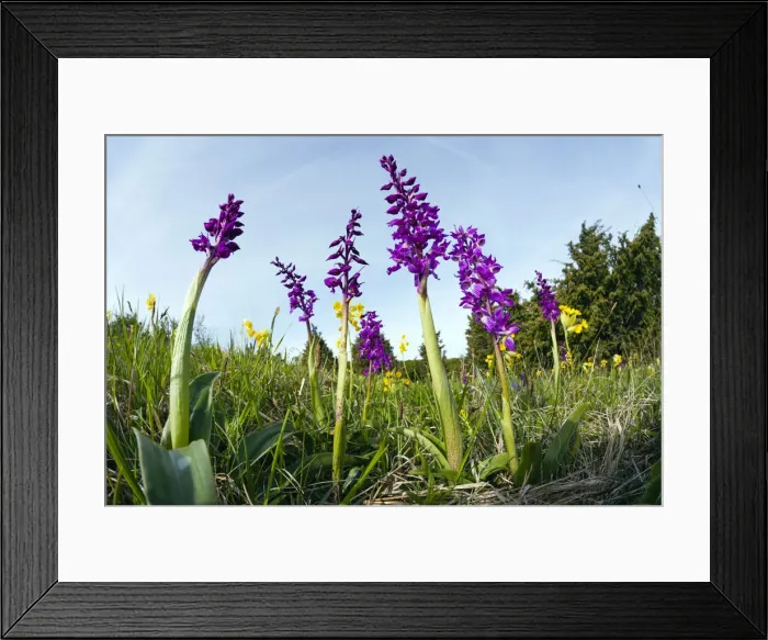 Framed Print : Early Purple Orchids, growing on meadow in nature reserve, taken from a low angle with a wide angle perspective, Hessen, Germany