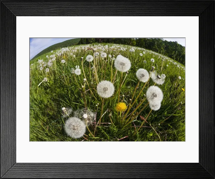 Framed Print : Dandelions, meadow covered with blossom seedheads, taken with a wide angle perspective, Hessen, Germany Framed Print : Dandelions, meadow covered with blossom seedheads, taken with a wide angle perspective, Hessen, Germany