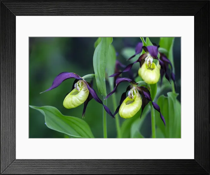 Framed Print : Lady's Slipper Orchid, Hessen, Germany Framed Print : Lady's Slipper Orchid, Hessen, Germany