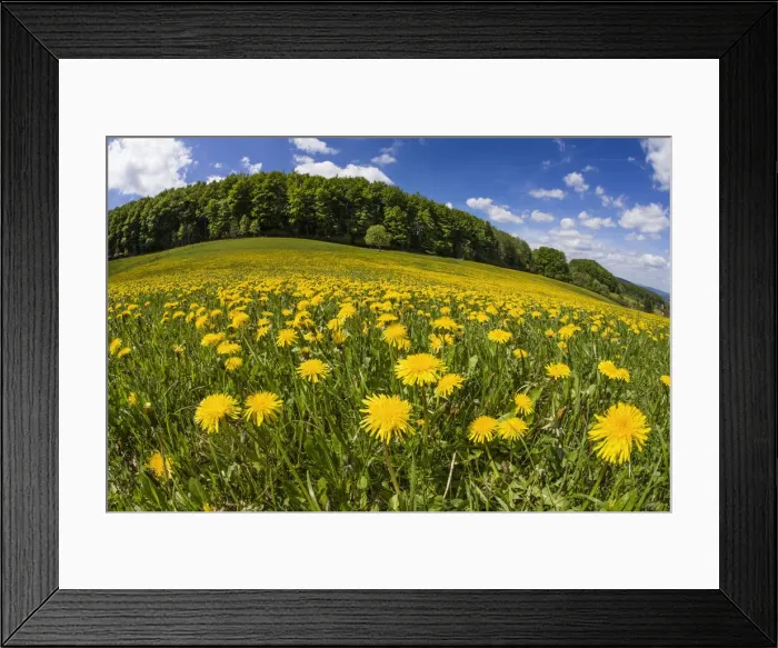 Framed Print : Dandelions, meadow covered with blossom, taken with a wide angle perspective, Hessen, Germany Framed Print : Dandelions, meadow covered with blossom, taken with a wide angle perspective, Hessen, Germany