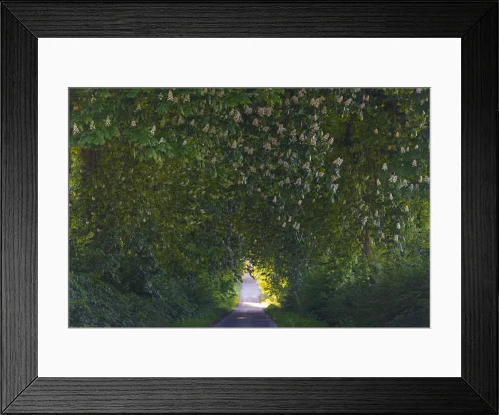 Framed Print : Common Chestnut, allee of mature trees in blossom, Hessen, Germany Framed Print : Common Chestnut, allee of mature trees in blossom, Hessen, Germany