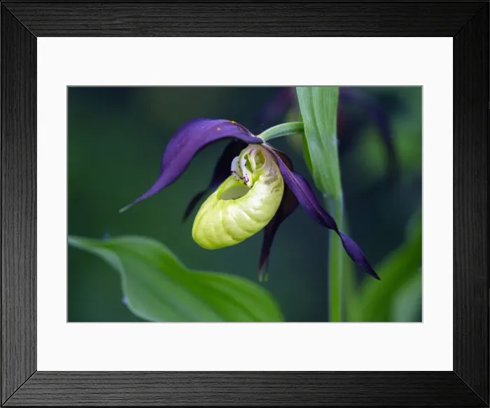 Framed Print : Lady's Slipper Orchid, portrait of blossom, Hessen, Germany Framed Print : Lady's Slipper Orchid, portrait of blossom, Hessen, Germany
