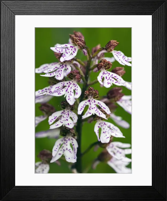 Framed Print : Lady Orchid, white flowering version, close - up detailed study of flowers, showing ‘bonnets, Hessen, Germany Framed Print : Lady Orchid, white flowering version, close - up detailed study of flowers, showing ‘bonnets, Hessen, Germany