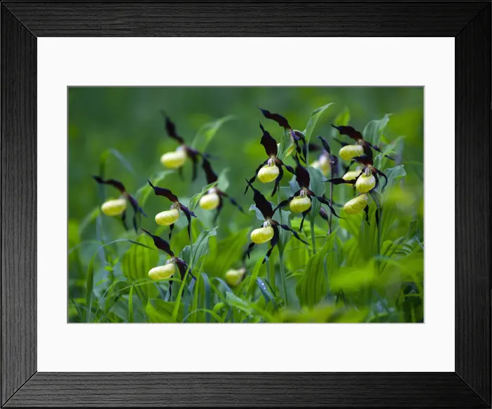 Framed Print : Lady's Slipper Orchid, Hessen, Germany Framed Print : Lady's Slipper Orchid, Hessen, Germany