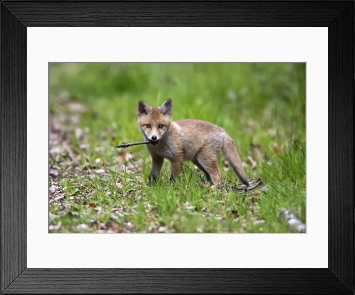 Framed Print : Red Fox, cub playing with stick, looking alert, Hessen, Germany Framed Print : Red Fox, cub playing with stick, looking alert, Hessen, Germany