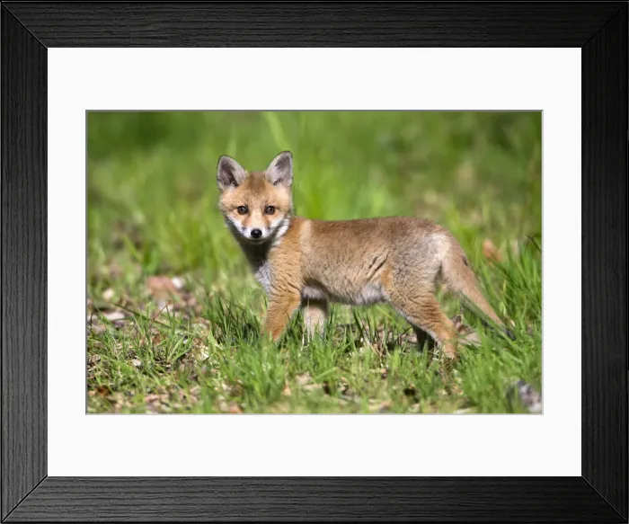 Framed Print : Red Fox, cub on woodland ride, looking alert, Hessen, Germany Framed Print : Red Fox, cub on woodland ride, looking alert, Hessen, Germany
