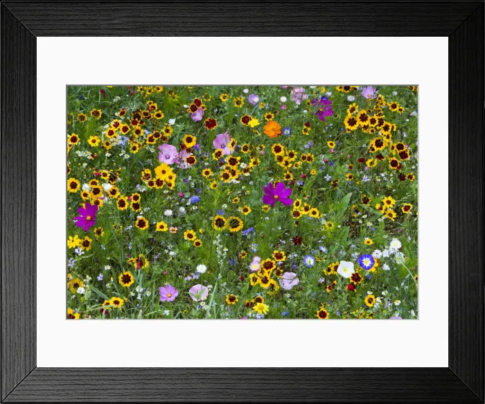 Framed Print : Wild and Cultivated Flowers, planted out as seed on edge of town by the council, to enhance waste ground, Hofgeismar, Hessen, Germany Framed Print : Wild and Cultivated Flowers, planted out as seed on edge of town by the council, to enhance waste ground, Hofgeismar, Hessen, Germany