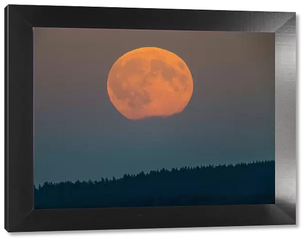 Full Moon - rising above forest, Lower Saxony, Germany