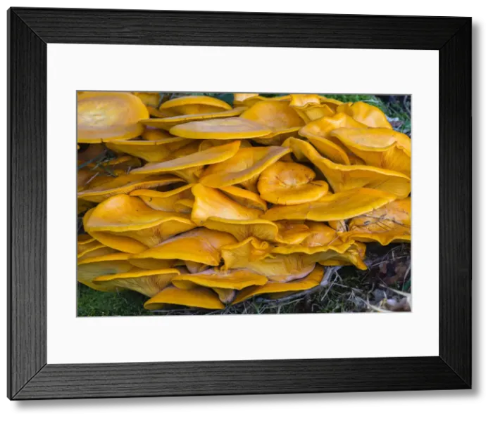 Framed Print : Honey Fungus, growing at base of tree, Lower Saxony, Germany Framed Print : Honey Fungus, growing at base of tree, Lower Saxony, Germany
