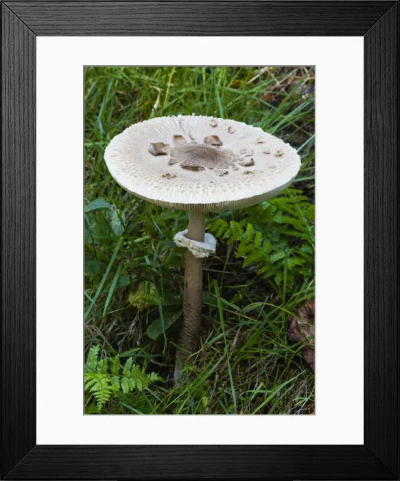 Framed Print : Parasol Fungus, with well matured cap, Hessen, Germany Framed Print : Parasol Fungus, with well matured cap, Hessen, Germany
