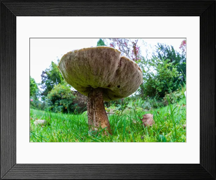 Framed Print : Larch Bolete Fungus - growing on lawn in garden at base of larch tree, low wide - angle view Lower Saxony, Germany Framed Print : Larch Bolete Fungus - growing on lawn in garden at base of larch tree, low wide - angle view Lower Saxony, Germany