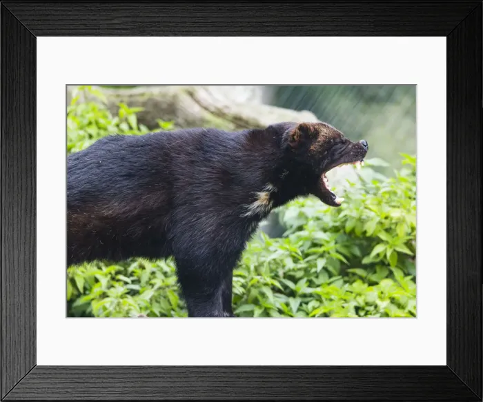 Framed Print : Wolverine, yawning, showing teeth, Hessen, Germany