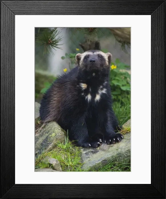 Framed Print : Woverine, portrait of animal sitting and resting, Hessen, Germany Framed Print : Woverine, portrait of animal sitting and resting, Hessen, Germany