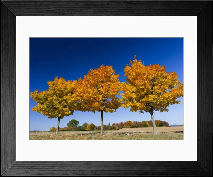 Framed Print : Norway Maple; three young trees in autumn color, Hessen, Germany Framed Print : Norway Maple; three young trees in autumn color, Hessen, Germany