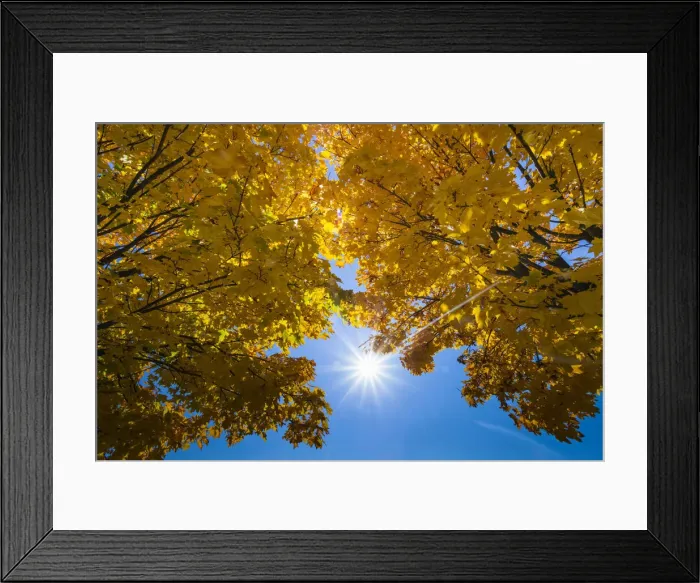 Framed Print : Norway Maple, two crowns of trees in autumn colour, backlit by the sunin strkin blue sky, Lower Saxony, Germany