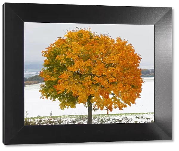 Norway Maple, tree in autumn colour, surrounded by a fall of early snow, Hessen, Germany