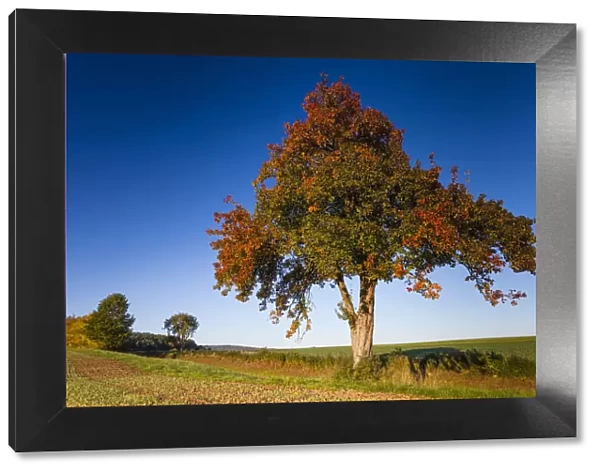Pear Tree, in autumn color, standing between arable fields, Hessen, Germany