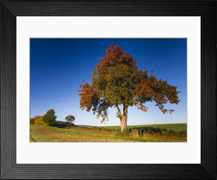 Framed Print : Pear Tree, in autumn color, standing between arable fields, Hessen, Germany Framed Print : Pear Tree, in autumn color, standing between arable fields, Hessen, Germany