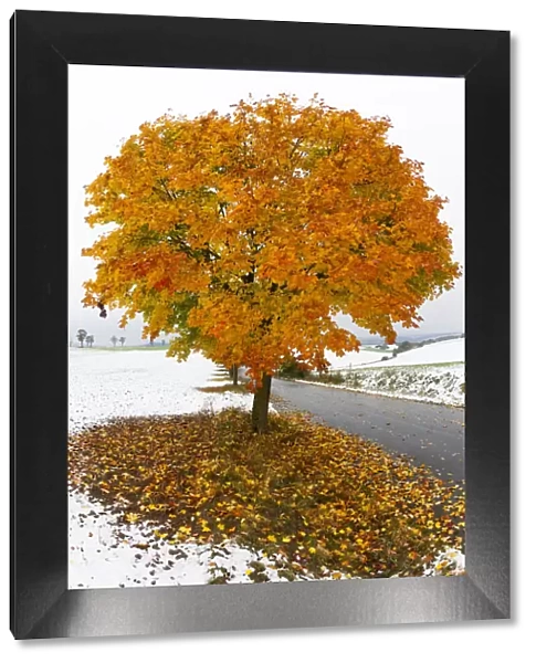 Norway Maple, tree in autumn colour, surrounded by a fall of early snow, Hessen, Germany
