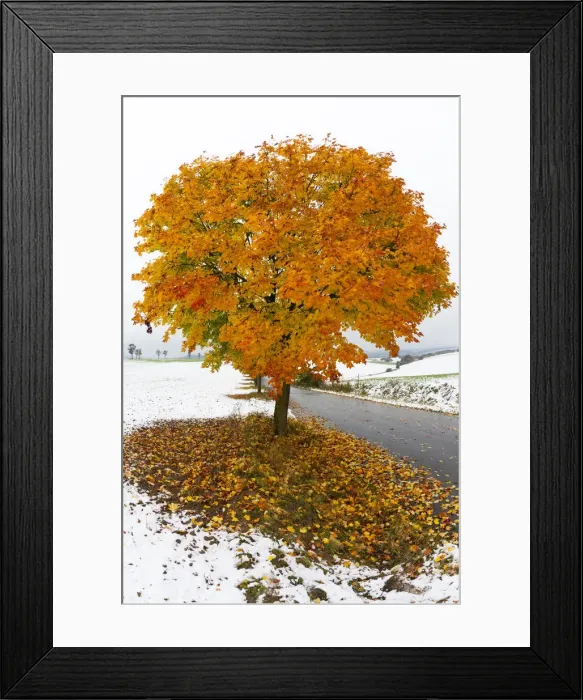 Framed Print : Norway Maple, tree in autumn colour, surrounded by a fall of early snow, Hessen, Germany Framed Print : Norway Maple, tree in autumn colour, surrounded by a fall of early snow, Hessen, Germany