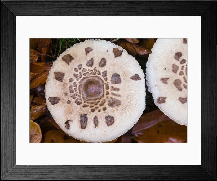 Framed Print : Parasol Fungus, showing detail of cap, Hessen, Germany