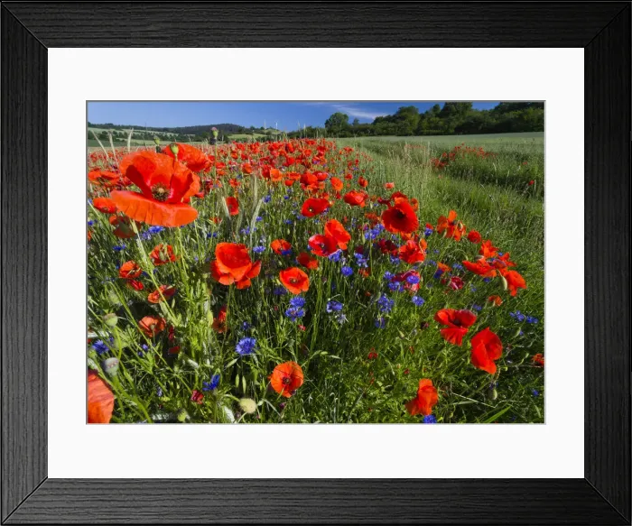 Framed Print : Cornflowers and Poppies, (Papaver rhoeas) in a wheat field, Hessen, Germany Framed Print : Cornflowers and Poppies, (Papaver rhoeas) in a wheat field, Hessen, Germany