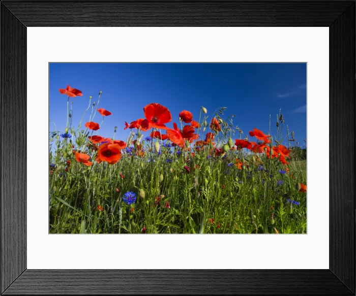 Framed Print : Cornflowers and Poppies, (Papaver rhoeas) in a wheat field, Hessen, Germany Framed Print : Cornflowers and Poppies, (Papaver rhoeas) in a wheat field, Hessen, Germany