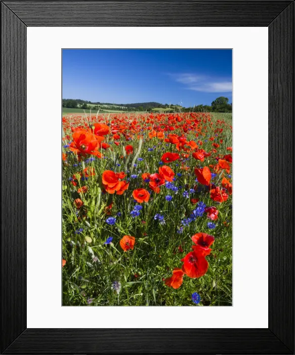 Framed Print : Cornflowers and Poppies, (Papaver rhoeas) in a wheat field, Hessen, Germany Framed Print : Cornflowers and Poppies, (Papaver rhoeas) in a wheat field, Hessen, Germany