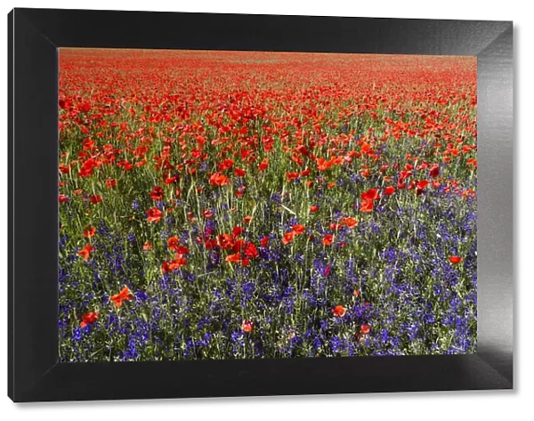Forking Larkspur and Poppies, (Papaver rhoeas) in a wheat field, Hessen, Germany