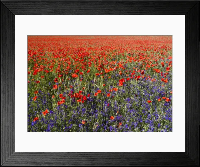 Framed Print : Forking Larkspur and Poppies, (Papaver rhoeas) in a wheat field, Hessen, Germany Framed Print : Forking Larkspur and Poppies, (Papaver rhoeas) in a wheat field, Hessen, Germany