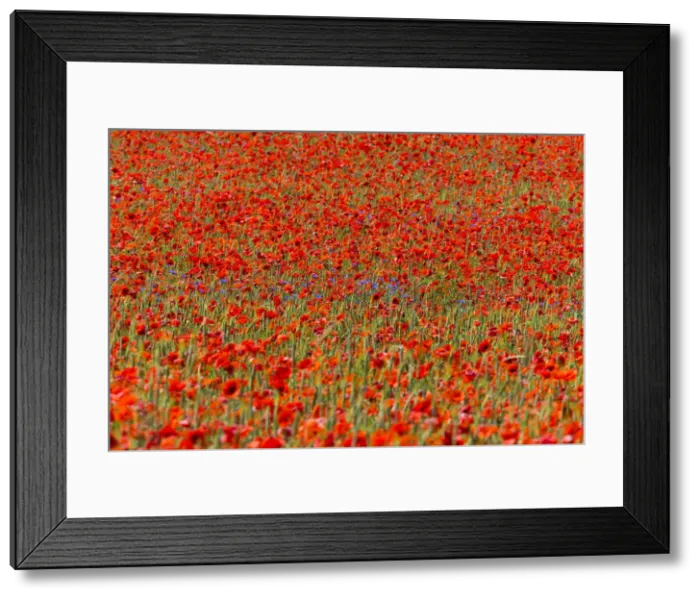 Framed Print : Cornflowers and Poppies, (Papaver rhoeas) in a wheat field, Hessen, Germany Framed Print : Cornflowers and Poppies, (Papaver rhoeas) in a wheat field, Hessen, Germany