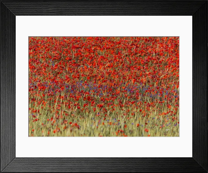 Framed Print : Cornflowers and Poppies, (Papaver rhoeas) in a wheat field, Hessen, Germany