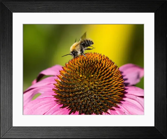 Framed Print : Bumble Bee, feeding on Cone Flower, in Garden, Hessen, Germany Framed Print : Bumble Bee, feeding on Cone Flower, in Garden, Hessen, Germany