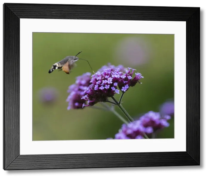 Framed Print : Hummingbird Hawk-moth, in flight with extended proboscis, feeding on common verbana flower in garden, Hessen, Germany Framed Print : Hummingbird Hawk-moth, in flight with extended proboscis, feeding on common verbana flower in garden, Hessen, Germany